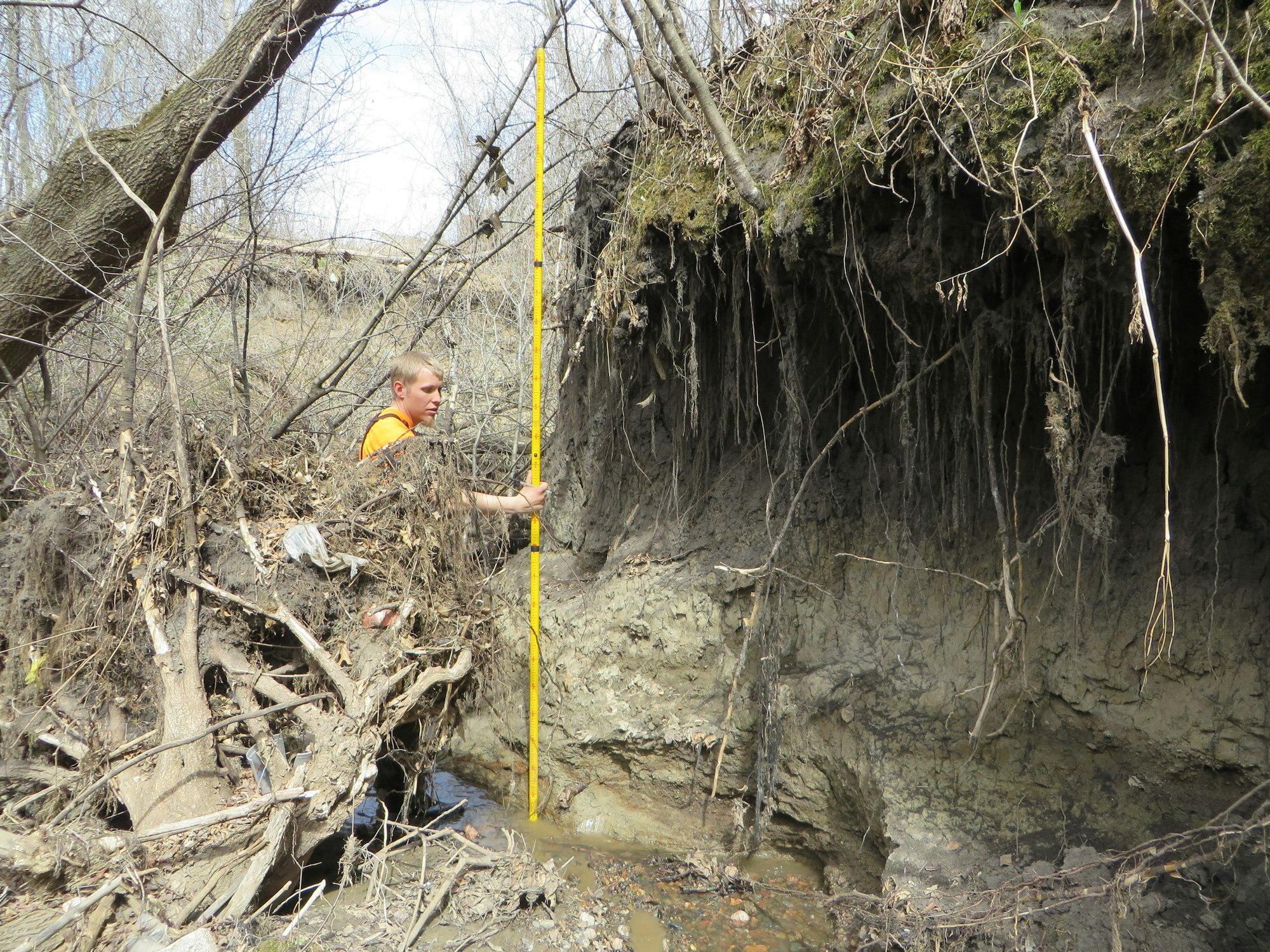 A person with a measuring stick by an eroded riverbank with exposed roots.
