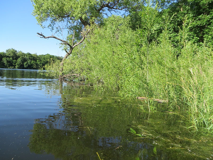 Lush greenery at the water's edge, clear blue sky, and calm lake surface reflecting trees.
