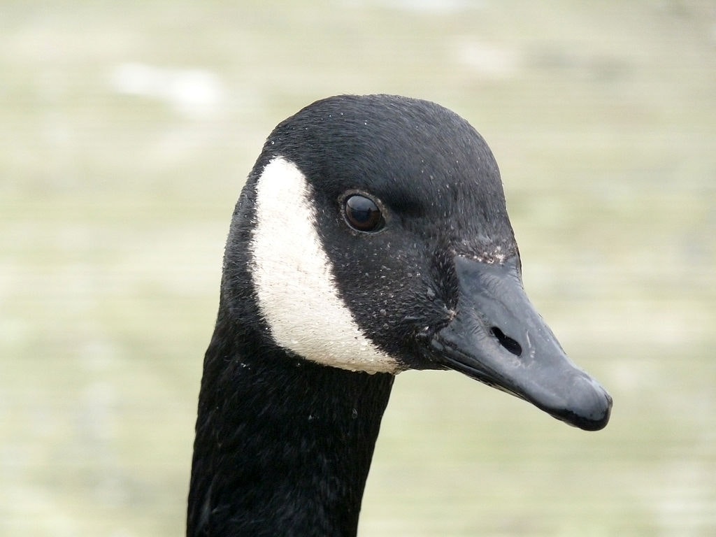 Close-up of a Canada goose's head with a black neck, white chinstrap, and a blurred background.
