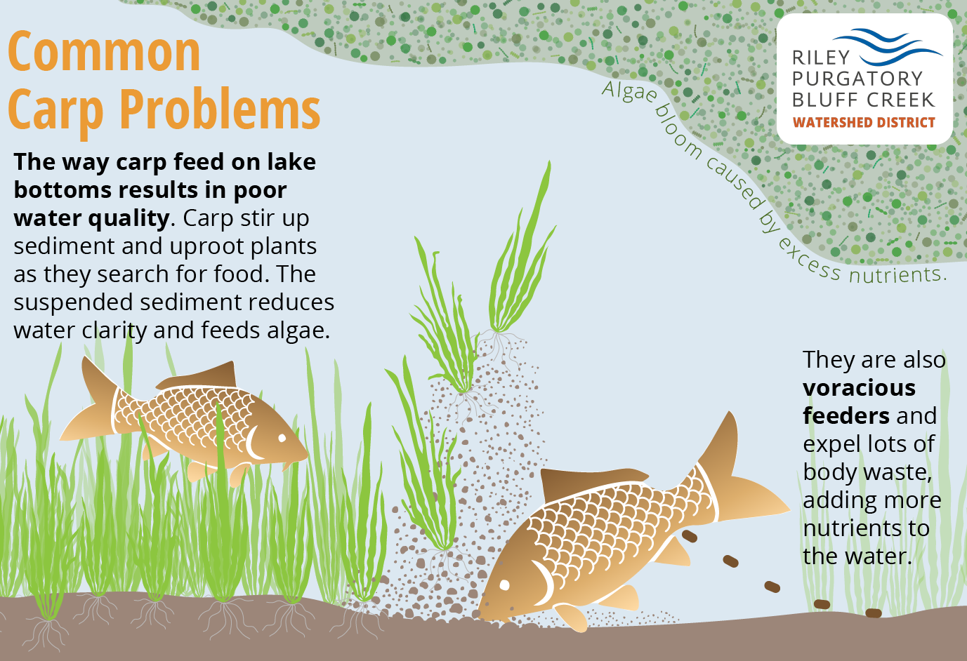 An educational illustration explaining how carp feeding habits lead to poor water quality by stirring sediment and promoting algae growth.