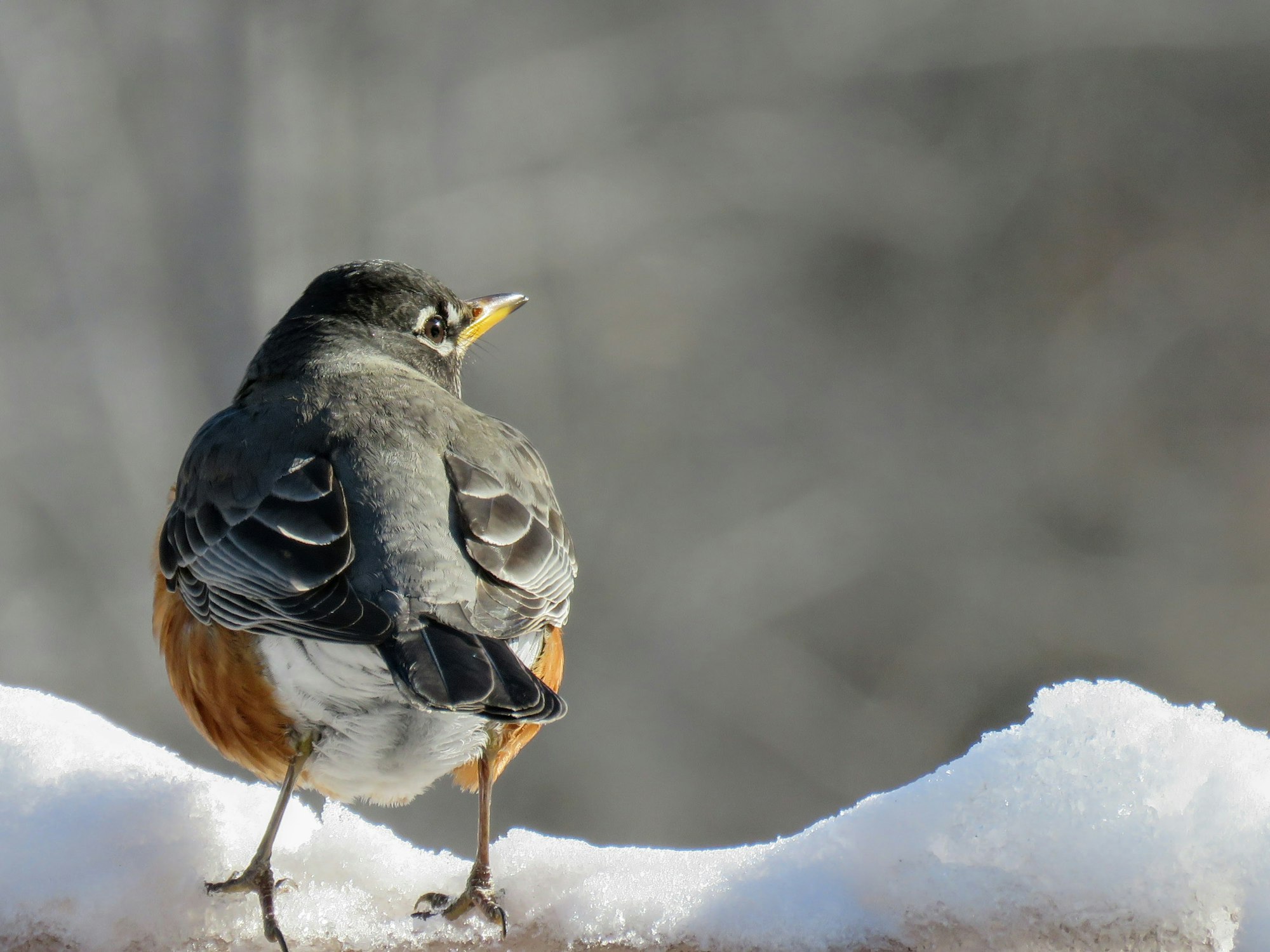 A robin perched on snow, looking over its shoulder with a blurred background.