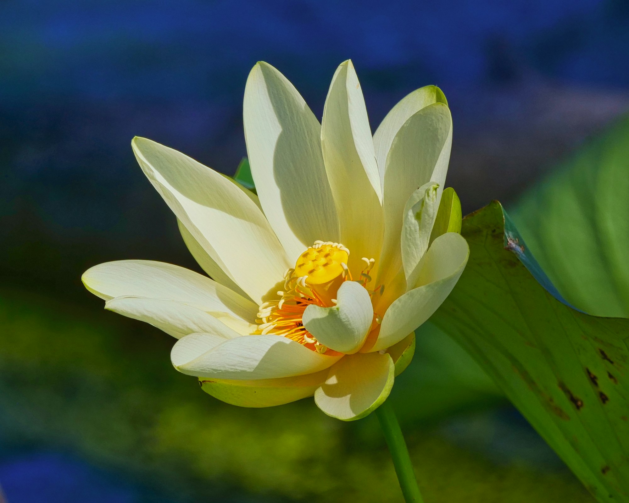 A blooming lotus flower with a vibrant yellow center, set against a blurred blue and green background.