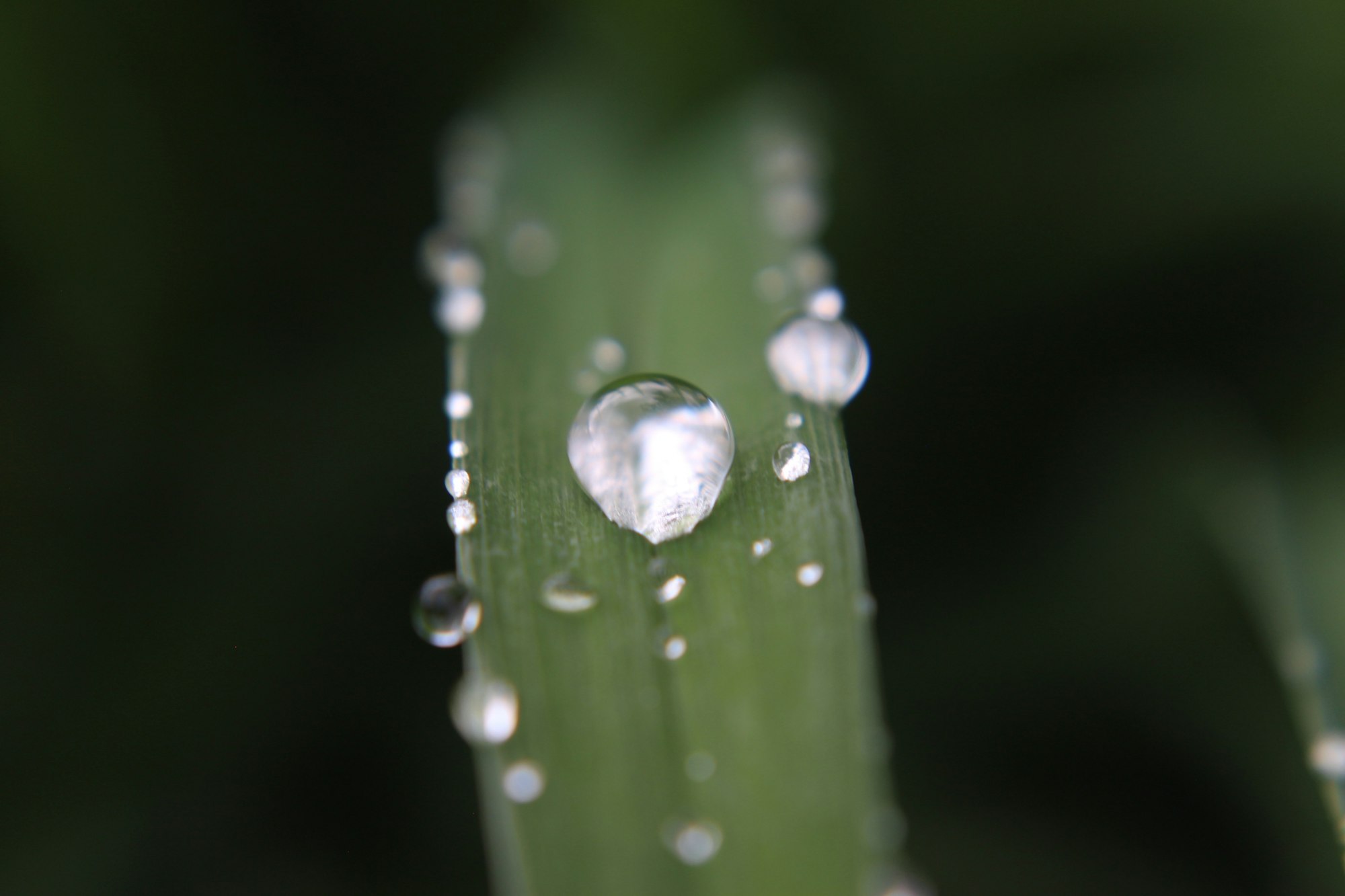 Close-up of water droplets on a green leaf.