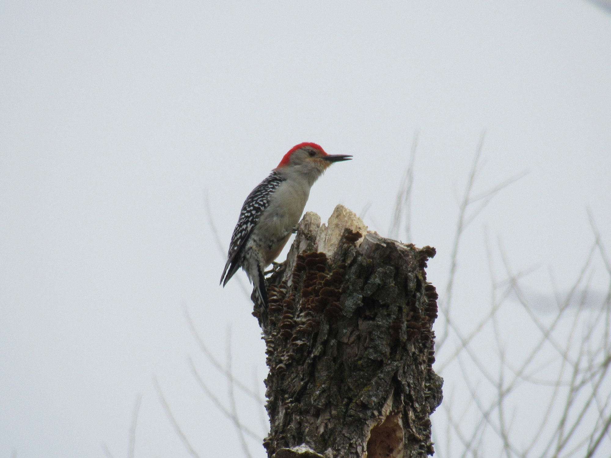 A woodpecker on a tree stump against a cloudy sky.