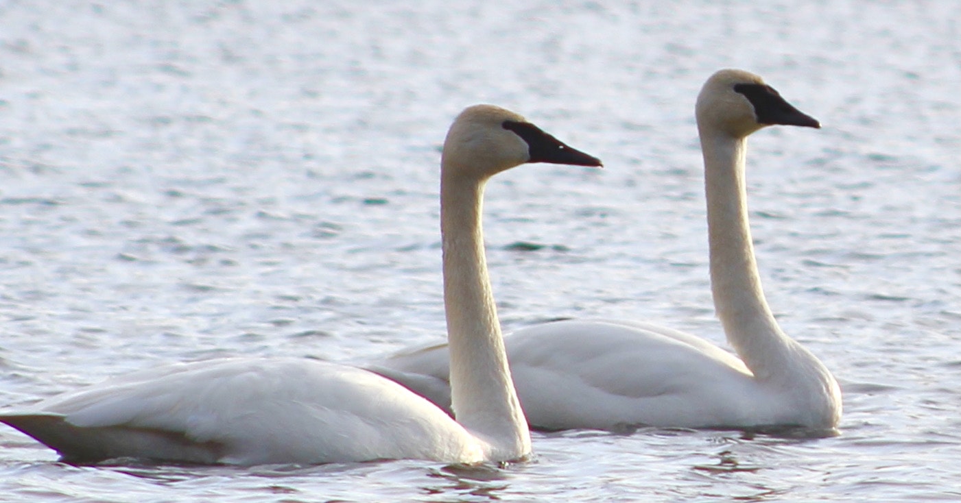 Two swans on water.
