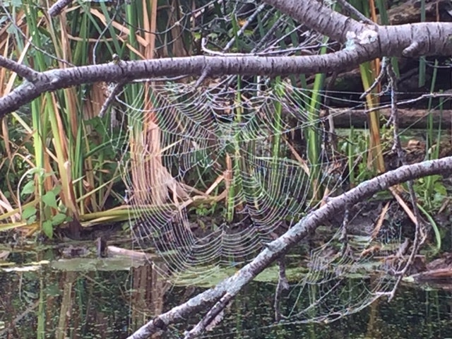 A dew-covered spider web among branches over a pond with greenery in the background.