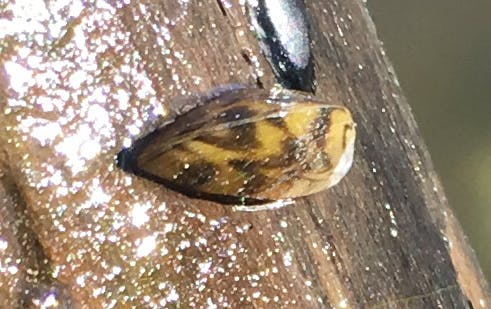 A striped insect on a textured surface.