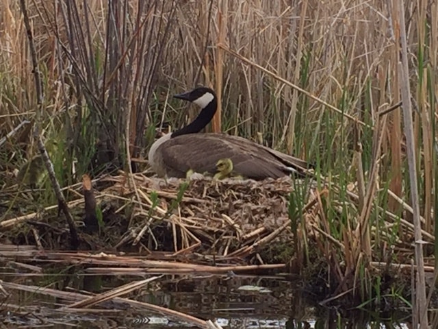 A Canada goose and gosling on a nest among reeds by water.