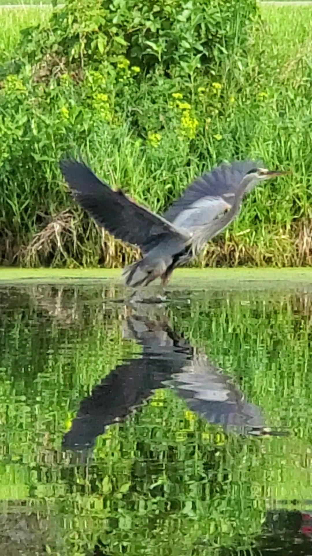 A heron taking flight over a reflective water surface.