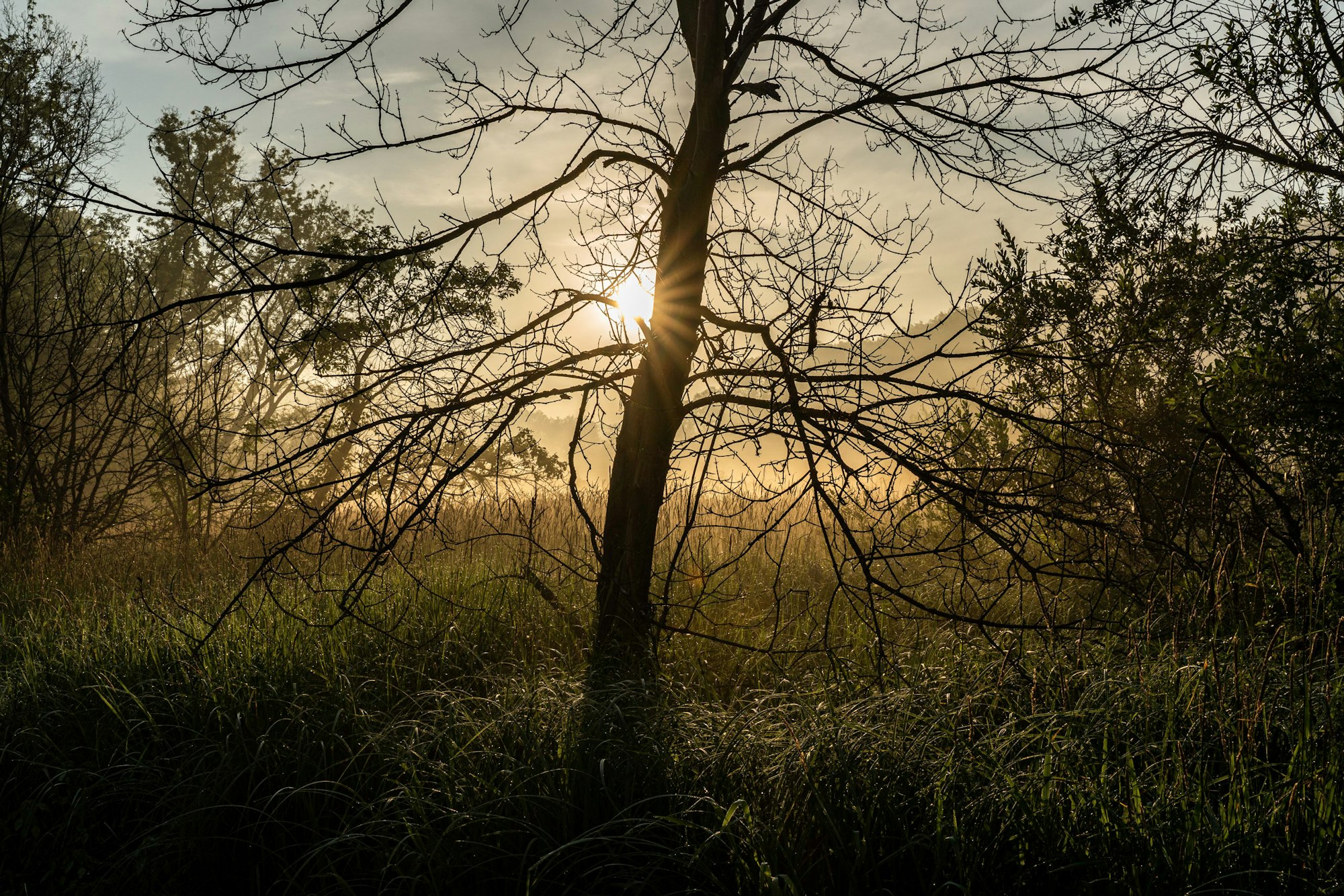 Sunrise behind a bare tree, with a golden glow over a dewy meadow.