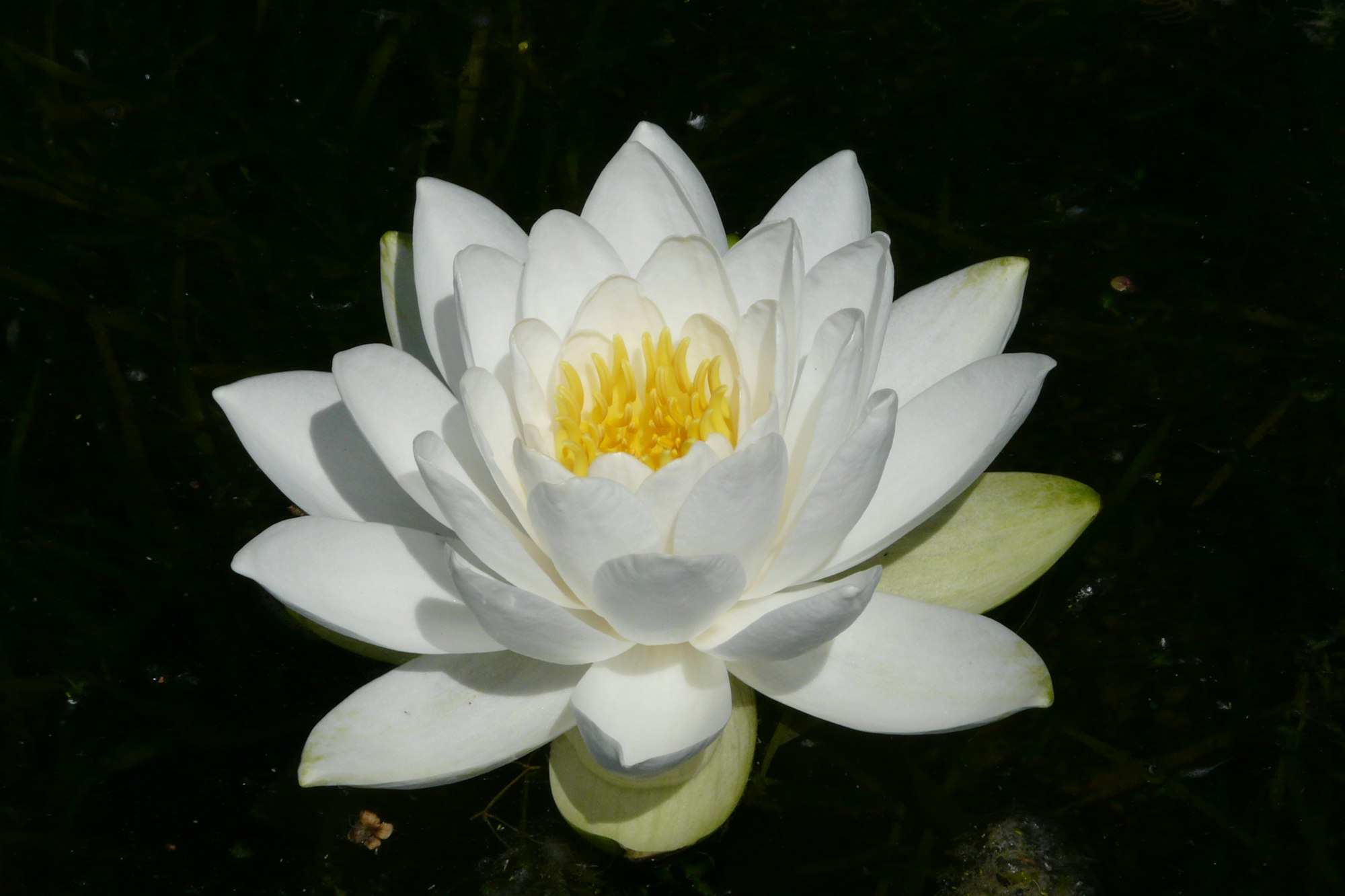 A white water lily flower floating on a dark water surface.