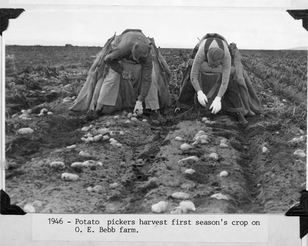 Photo of Potato Pickers 1946 :November 20, 2012 NUID History_016
