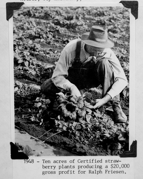 Photo of someone harvesting strawberries 1948: November 20, 2012 NUID History_018