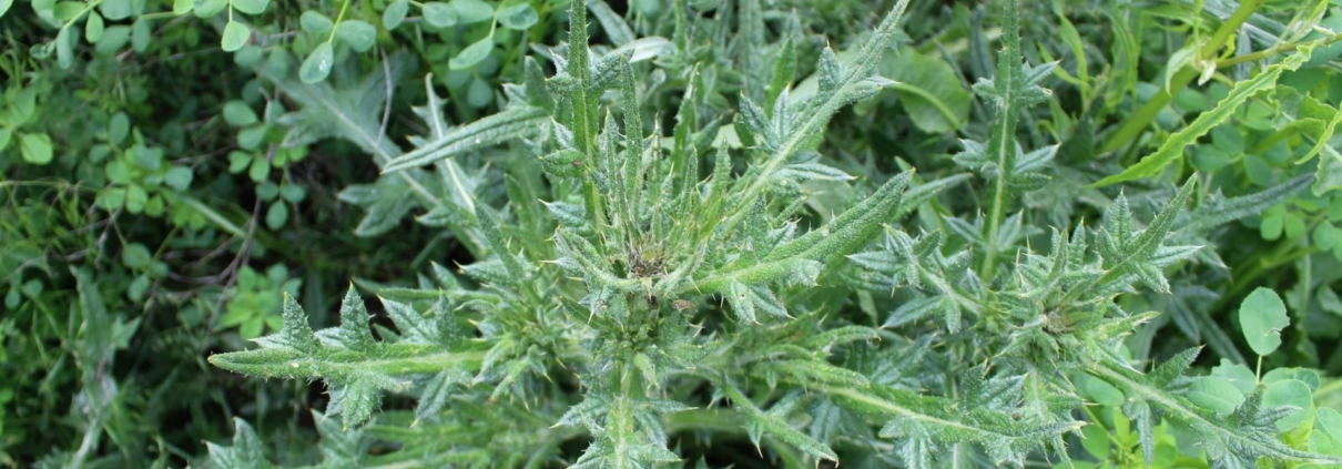 Photo of noxious weeds