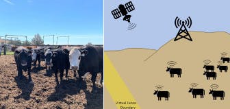 Cows in a field on the left; diagram of a virtual fencing system with cows, satellite, and radio tower on the right.