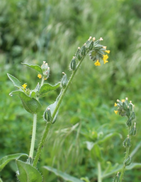 Photo of a flower in a grassy area