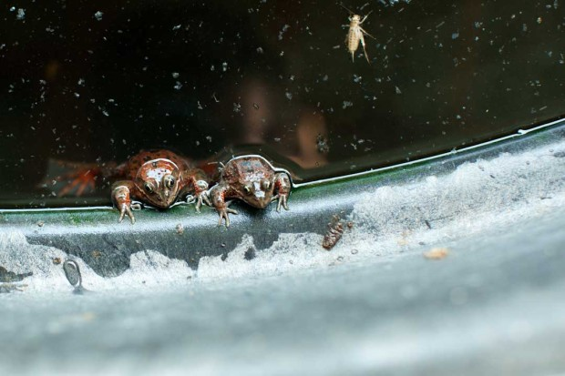 Photo of Oregon spotted frogs in water