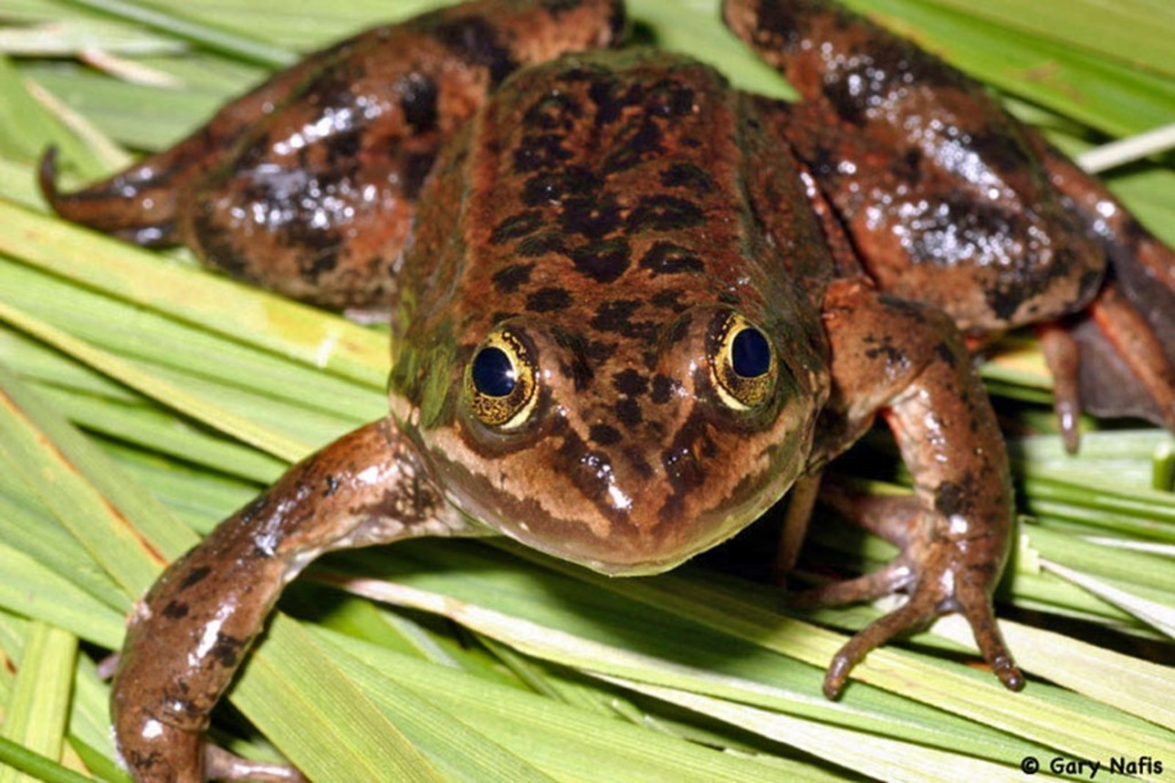 Photo of an Oregon Spotted Frog