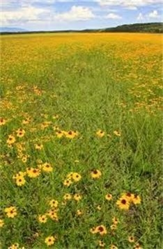 Photograph of a field of yellow flowers