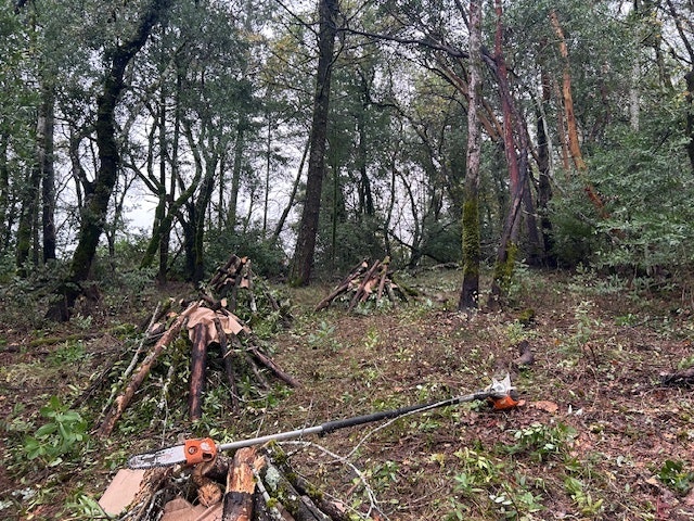 A forest scene featuring logs arranged in piles, a chainsaw on the ground, and various trees in the background.