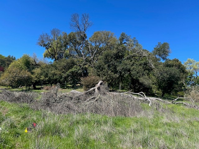 A landscape with a clear blue sky, various trees, and fallen branches or logs on grassy ground.