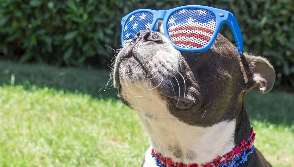 May contain: strap, dog, mammal, animal, canine, pet, glasses, accessories, and accessory