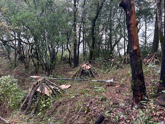 The image shows a forested area with piles of branches and logs, likely arranged for firewood or clearing purposes.