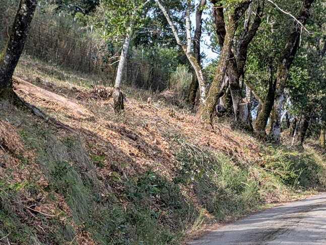 A winding road next to a hillside, featuring trees, greenery, and fallen leaves. A serene natural setting.