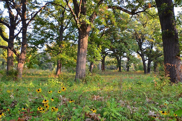 A lush forest scene with tall trees and green undergrowth, featuring yellow wildflowers in the foreground.