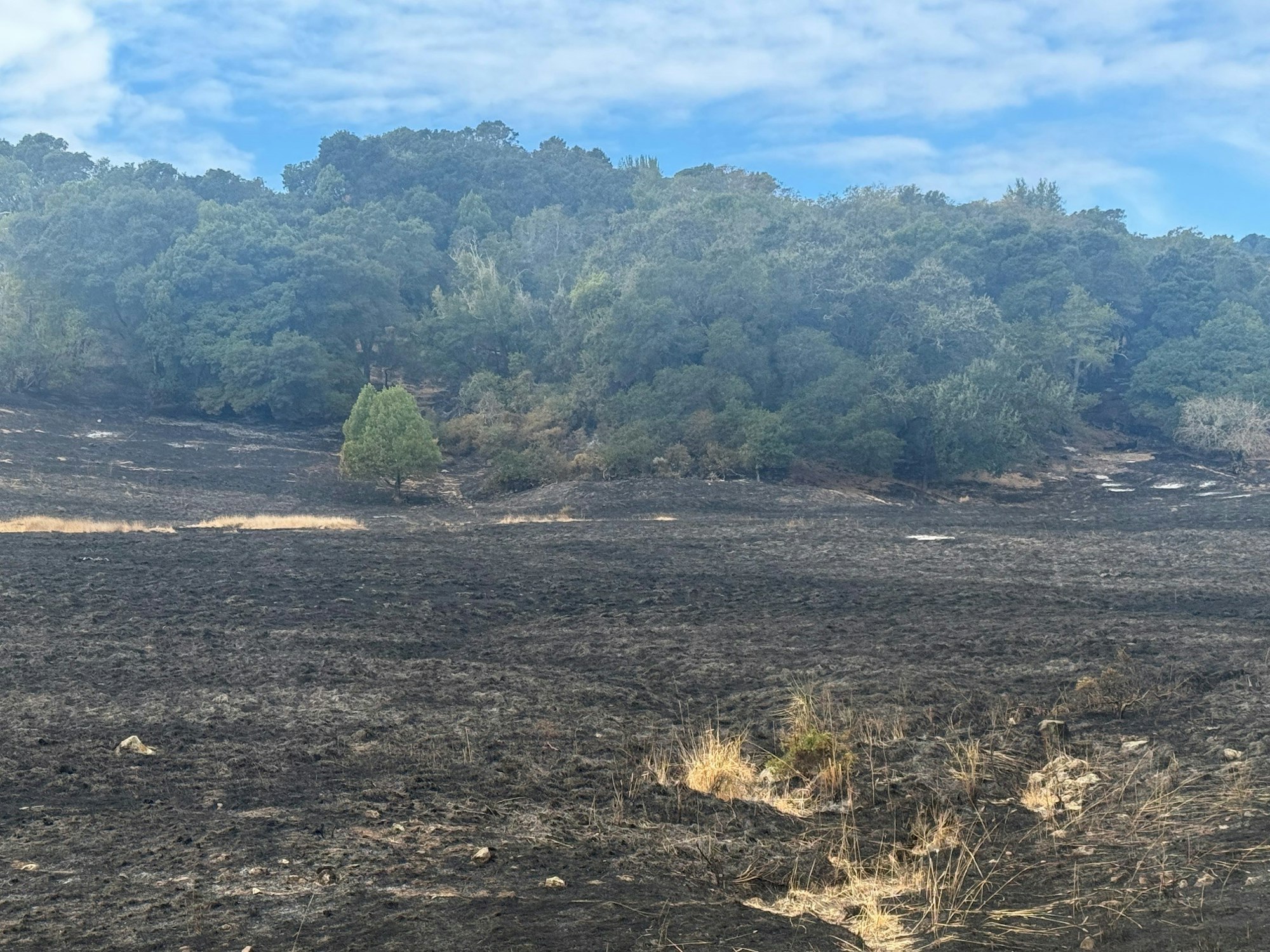 The image shows a charred landscape with some green trees in the background, indicating recent fire damage.