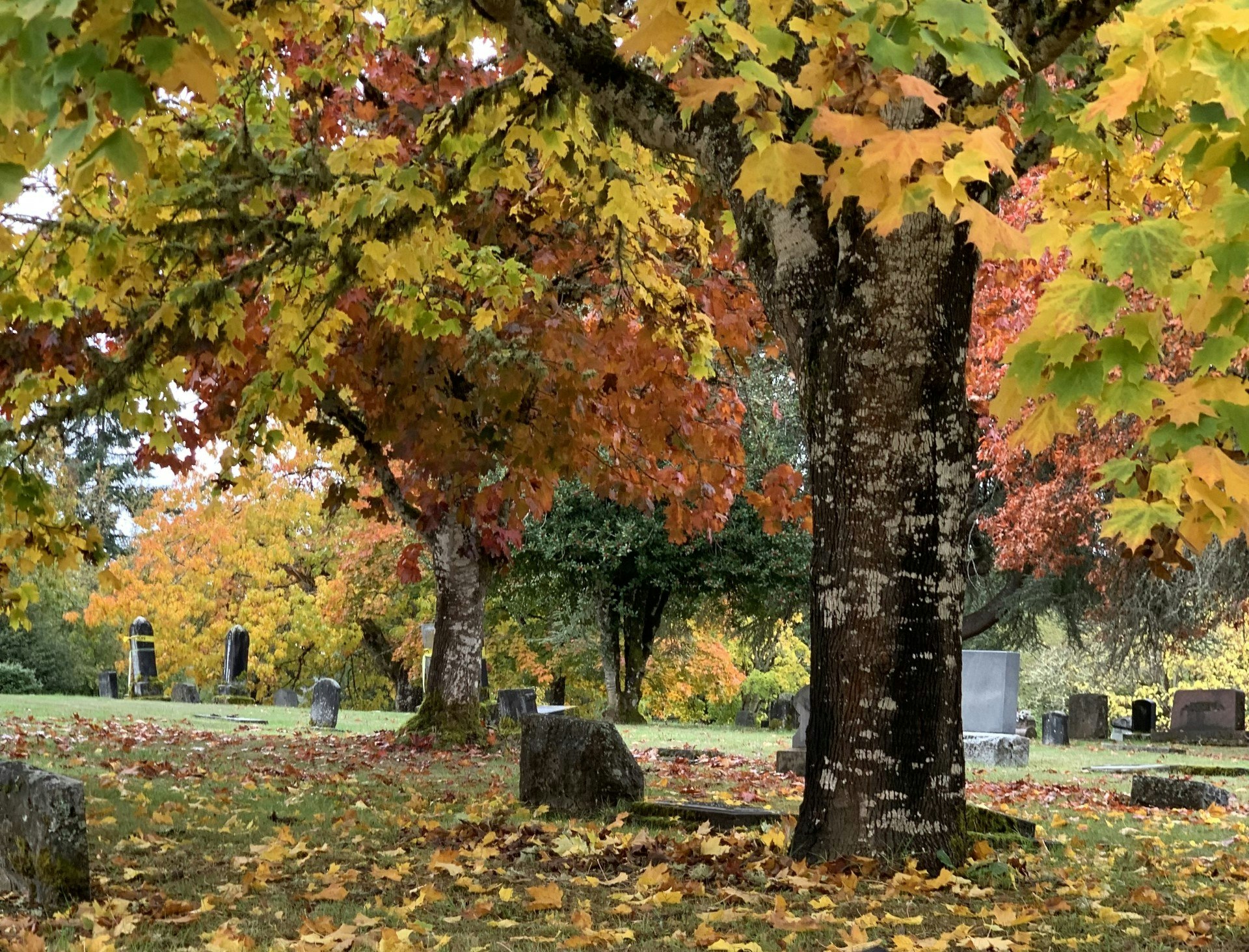 May contain: plant, tree, leaf, and autumn