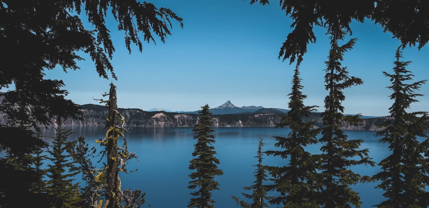 May contain: tree, plant, fir, abies, nature, outdoors, water, and conifer