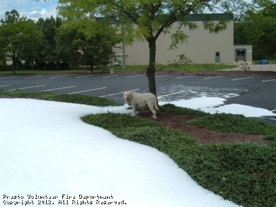 May contain: plant, tree, grass, animal, canine, dog, mammal, pet, and city