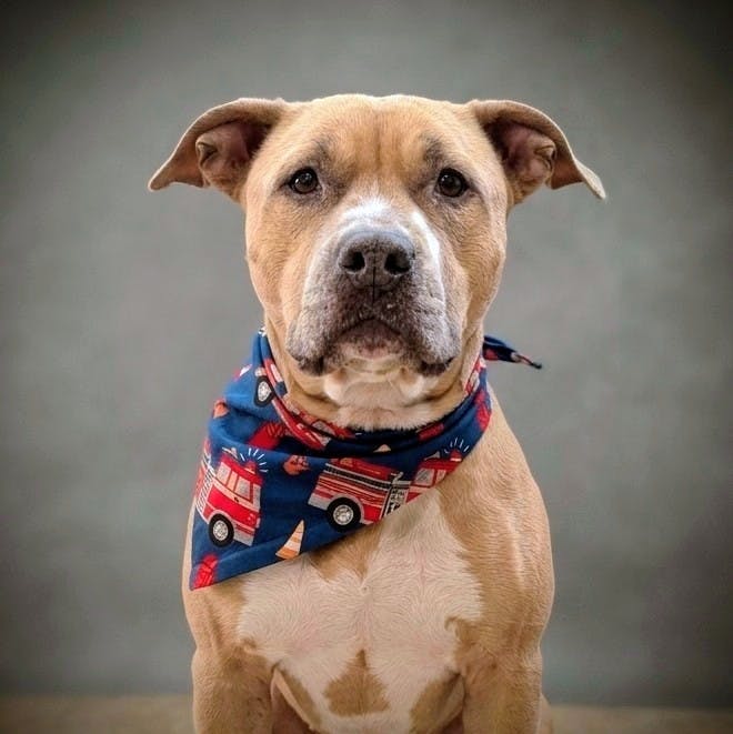A tan dog wearing a colorful scarf with fire truck patterns, posing against a neutral background.