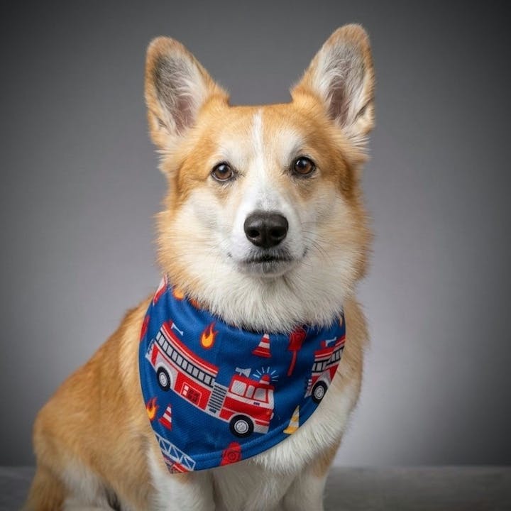 A corgi wearing a colorful bandana featuring fire trucks and flames, posed against a neutral background.