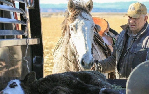 May contain: person, man, adult, male, hat, clothing, horse, mammal, and animal