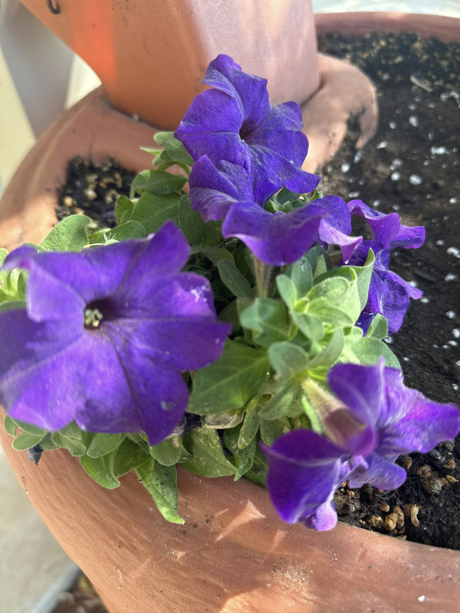 Vibrant purple flowers in a terracotta pot with soil, under sunlight.