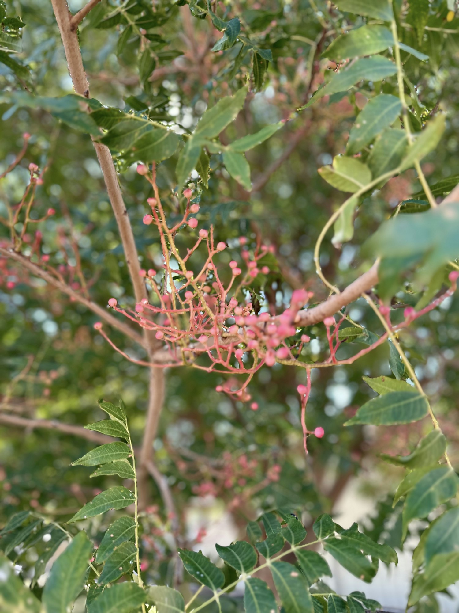 A tree with green leaves and clusters of small pink berries.