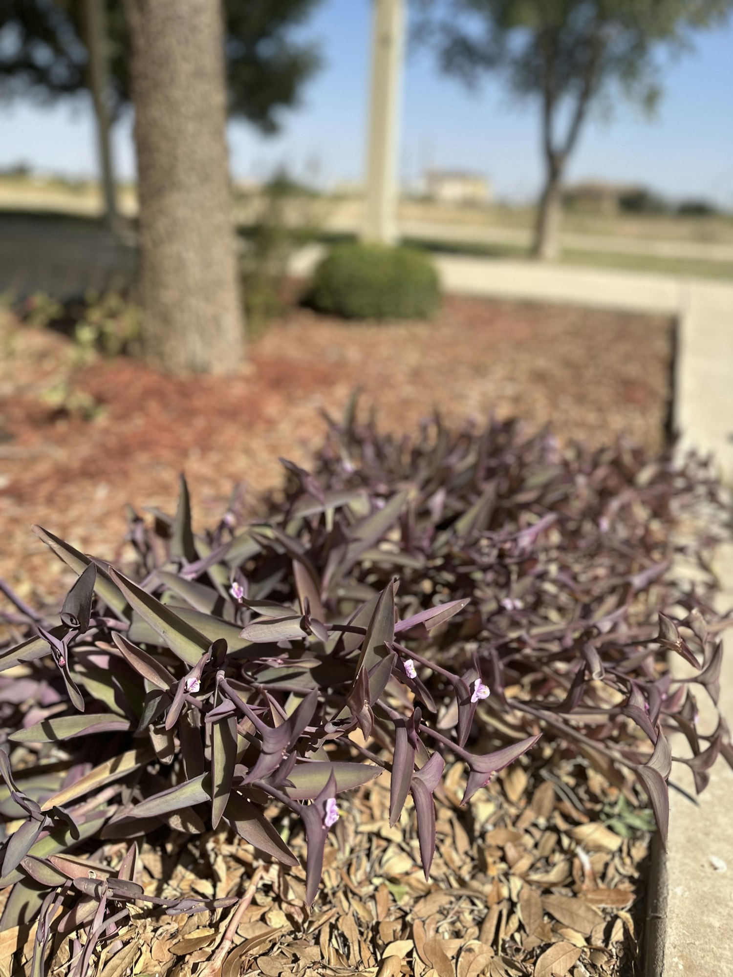 Purple plants with small flowers in a sunlit garden bed with blurry trees and a lamppost in the background.
