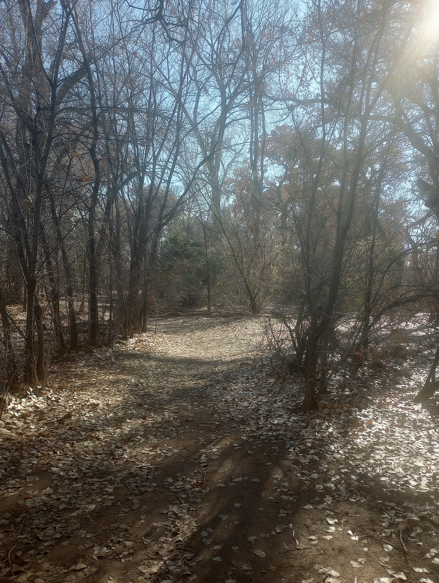 May contain: gravel, road, path, ground, plant, vegetation, land, nature, outdoors, weather, tree, and woodland