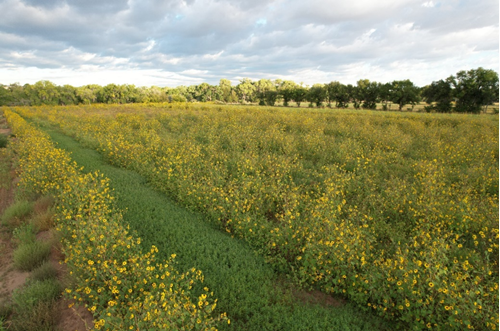 May contain: field, grassland, nature, outdoors, countryside, meadow, rural, plant, vegetation, farm, and pasture