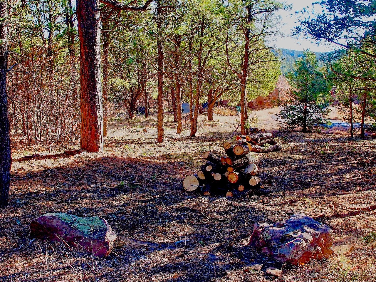 A wooded area with stacked logs and rocks on the ground, surrounded by trees in a sunlit forest setting.