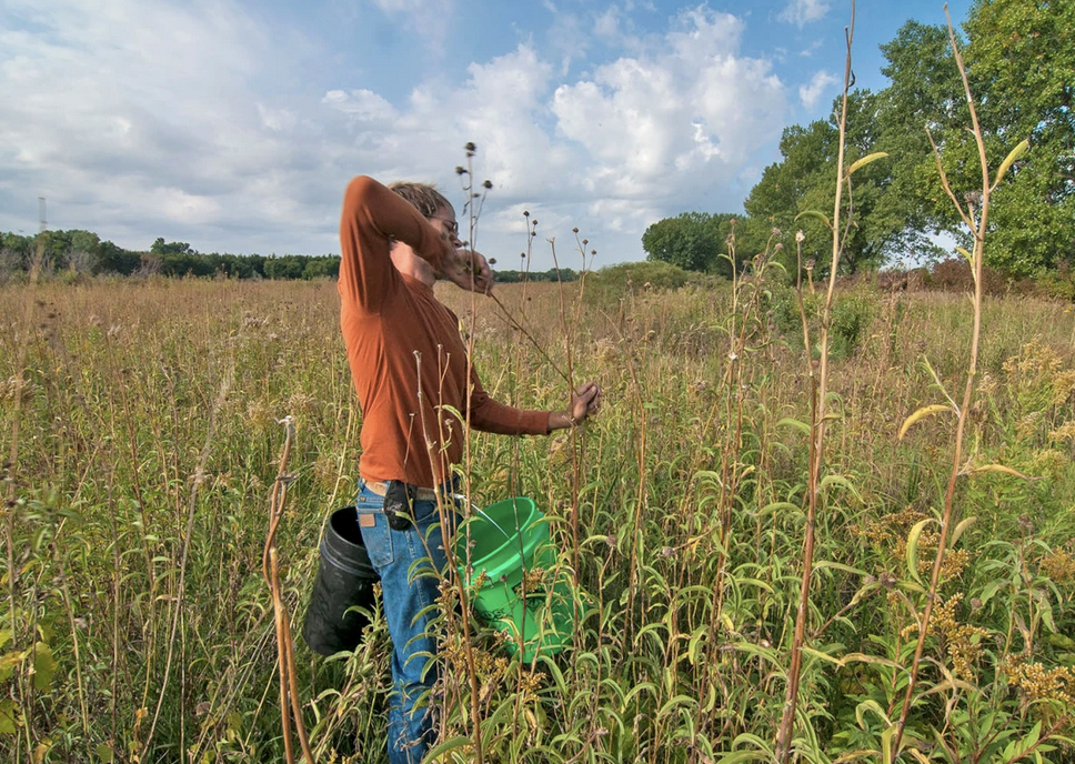 A person collecting samples in a lush field with a green bucket and tall vegetation under a partly cloudy sky.