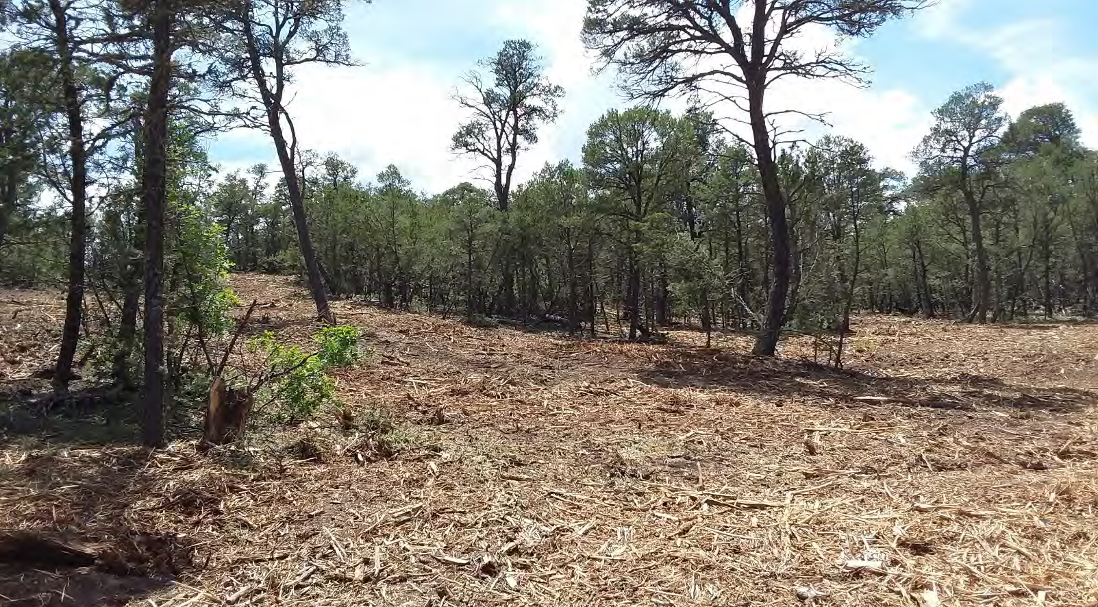 Forest with tall trees and a cleared area of scattered branches and foliage.