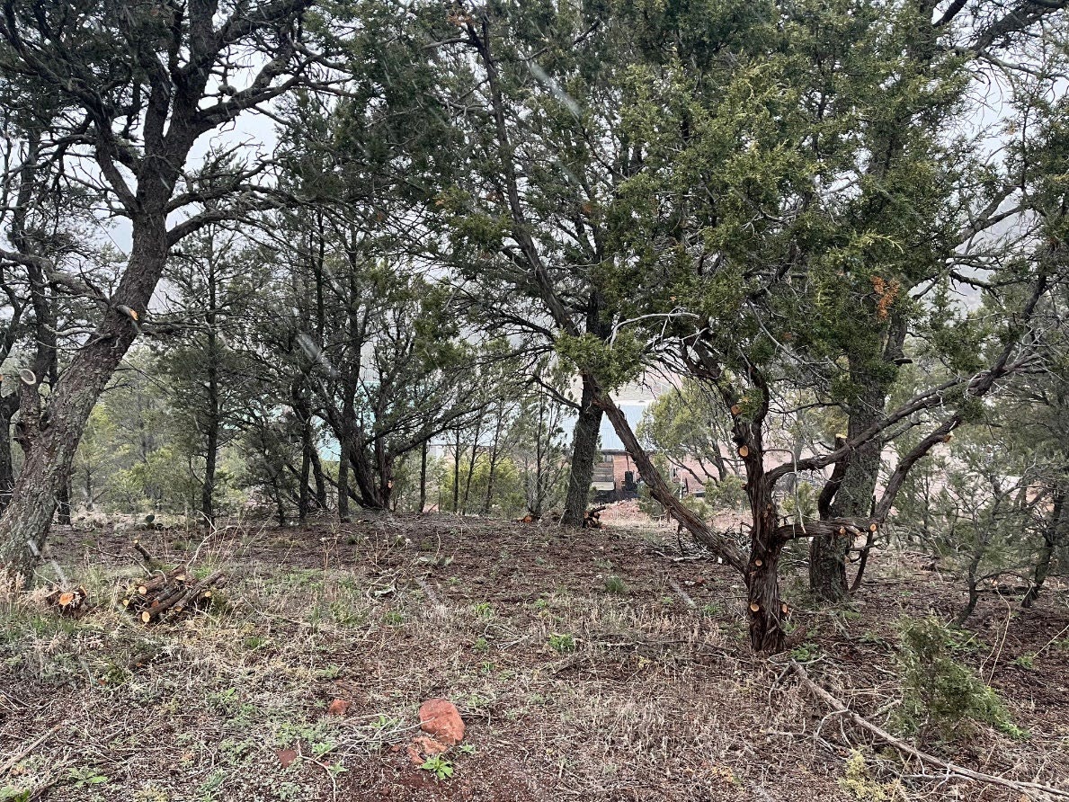 A forest scene with trees and some cut branches on the ground. Overcast sky in the background.