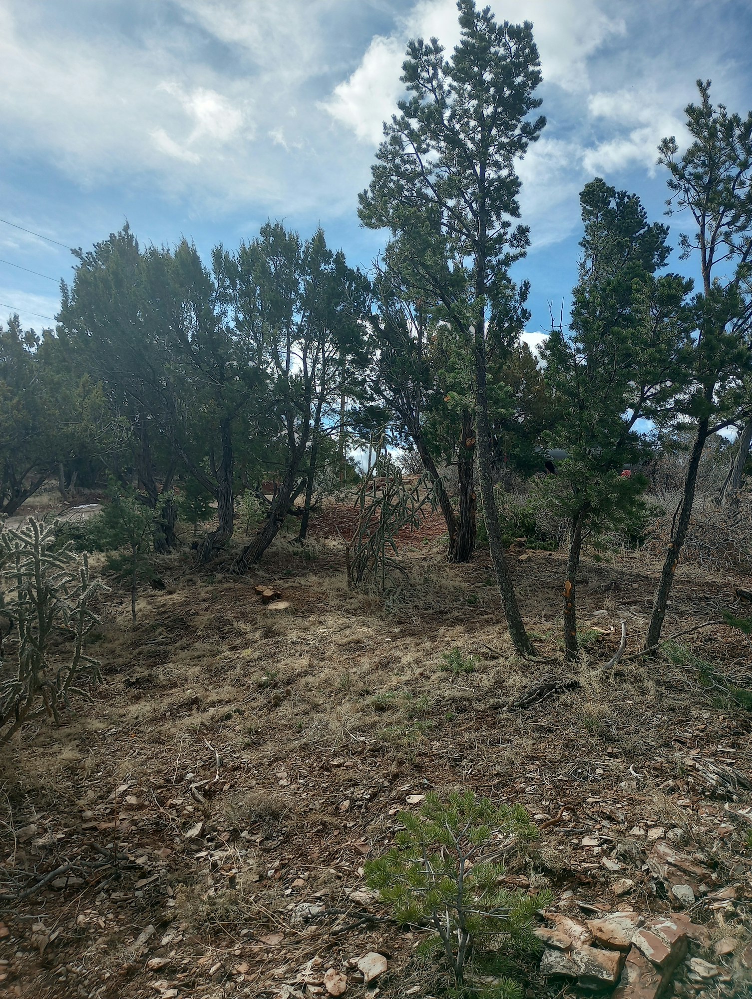 A forest with trees, rocky ground, and a partly cloudy sky.