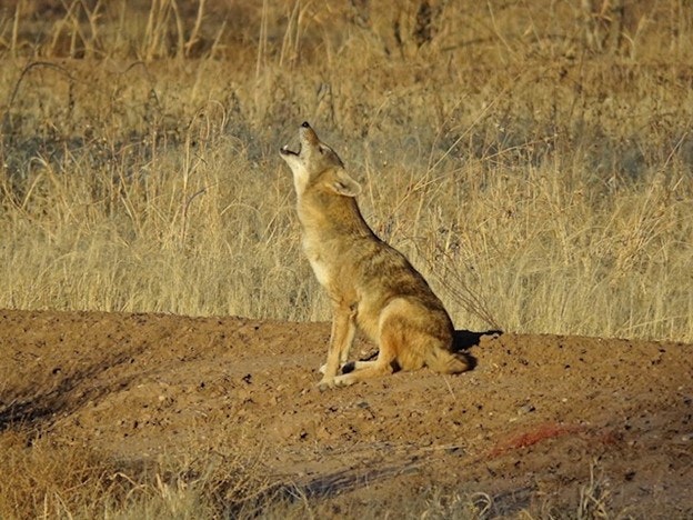 May contain: coyote howling at Candelaria Nature Perserve