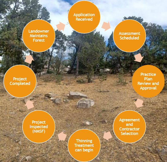 Flowchart illustrating forest maintenance process: Application, Assessment, Plan Review, Agreement, Thinning, Inspection, Completion, Maintenance.