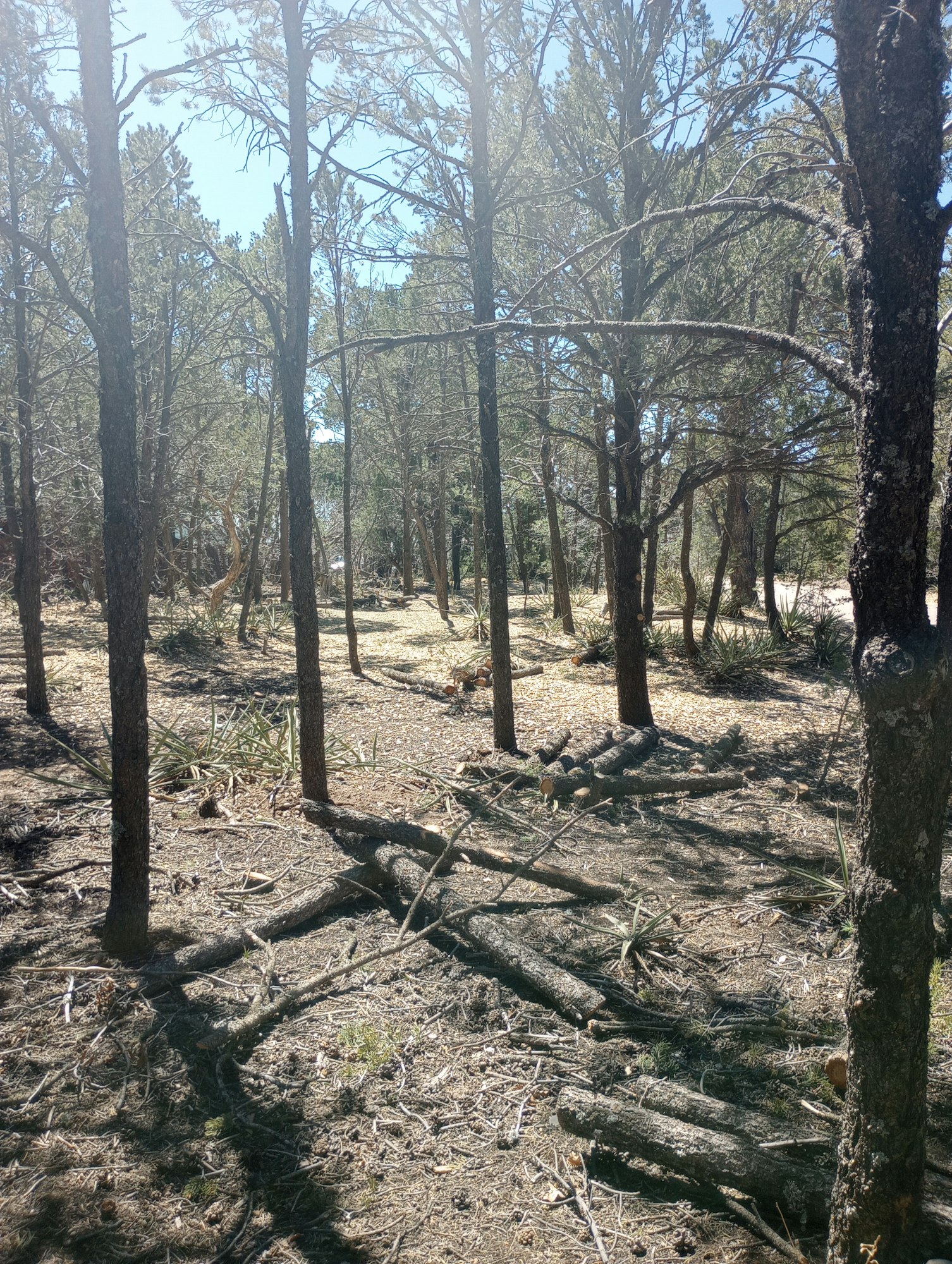 A forest scene with tall trees, branches, and a sunlit forest floor.