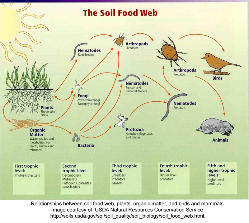 Diagram of the soil food web showing interactions among plants, bacteria, fungi, nematodes, arthropods, protozoa, birds, and animals.